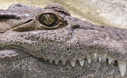 "Saltwater": la nueva película terror y depredadores basada en hechos reales