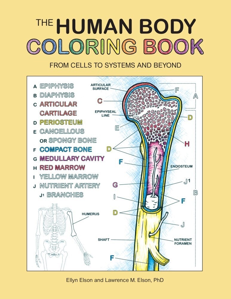 Coloring Concepts Inc - Human Body Coloring Book (Ppbk)