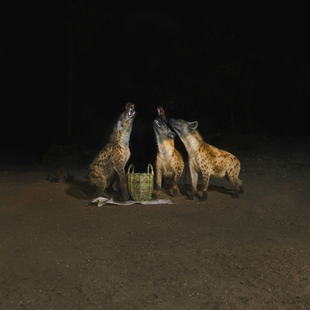 Album Art