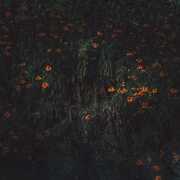 Estarantos [Import] , Compro Oro