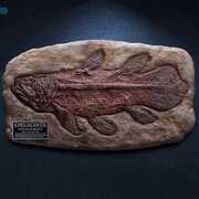 Wonders of the Wild Series - Coelacanth Fossil Replica Statue 