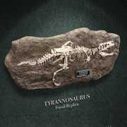 Wonders of the Wild Series - T-Rex Fossil Replica Statue