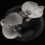 Corpse Flower , Mike Patton