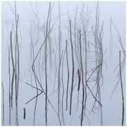 Frozen Bloom , Olhava