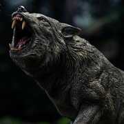 Wonders of the Wild Series - Dire Wolf Statue 