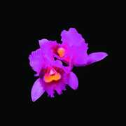 Orchid , Opeth