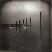 Conference Of The Birds , Om