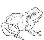 Bull Frogs Croon (and Other Songs) , Aoife O'Donovan