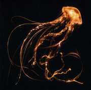 Back To The Water Below , Royal Blood