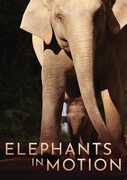 Elephants In Motion 