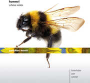 Schoene Minka , Martin Rummel