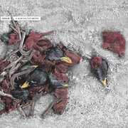 A Sun Called Moon , Dadub