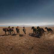 Verde [Import] , Dan Shake