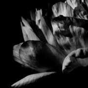 La Ou Passe La Nuit , Louise Roam