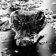 Emanation Body , Many Blessings