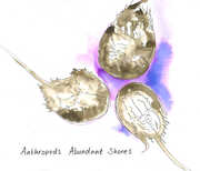 Abundant Shores , Anthropods