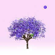 Tomorrow Morning , Eels