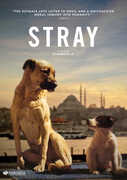 Stray 