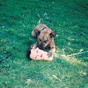 Cody , Joyce Manor