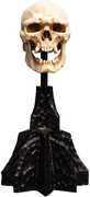 WETA Workshop Polystone - The Lord of the Rings Trilogy - Skull of a Mordor Orc Miniature Polystone Statue