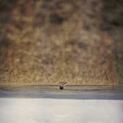 Hands That Bind (Original Soundtrack) , Jim O'Rourke