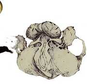 Ape Of Naples , Coil