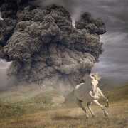 Year Of The Dark Horse , The White Buffalo