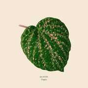 Tropics , Quantic