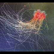 Pool Party , Ponderosa