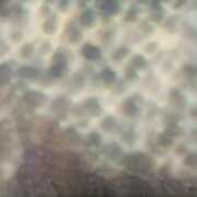 Ourselves as we are , Carlos Cipa