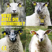 Vous Avez Dit Brunettes , Various Artists