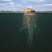 De-Loused In The Comatorium , The Mars Volta