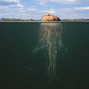 De-Loused In The Comatorium , The Mars Volta