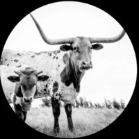 West Texas Blues (Pict) (Pcrd)