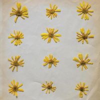 Flowers In The Spring