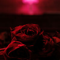 The Paper Kites - Roses [LP]
