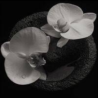 Mike Patton / Jean-Claude Vannier - Corpse Flower