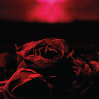 Roses (Mod)