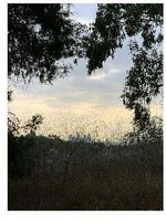 Arroyo