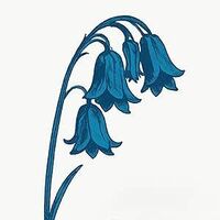 This Is The Bluebells (Uk)