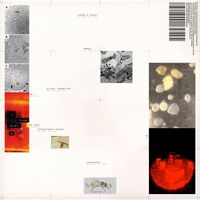 Apiformes