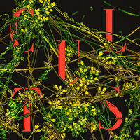 Cults - Host [Indie Exclusive Limited Edition Evergreen LP]