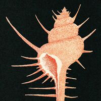 Veg - Adrift In Time [Limited Edition]