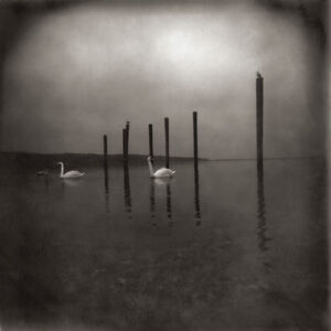 Conference Of The Birds , Om