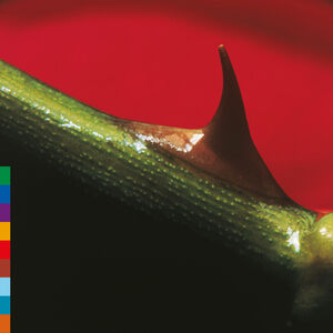 Night Song - Green , Nusrat Fateh Ali Khan