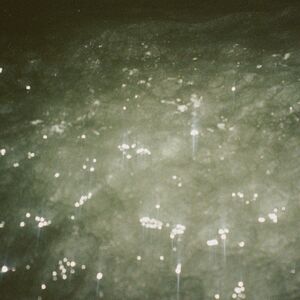 Sirene , Ben Kaczor