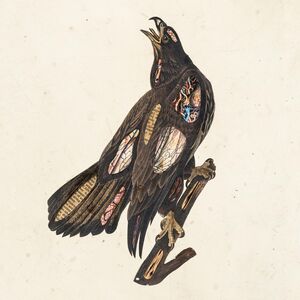 Book Of Bad Decisions , Clutch