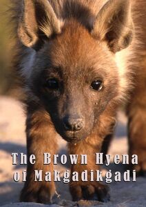 The Brown Hyena Of Makgadikgadi