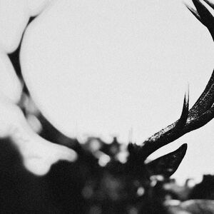 IHSAHN (Orchestral Version) Clear w/  Black Smoke Marble , Ihsahn