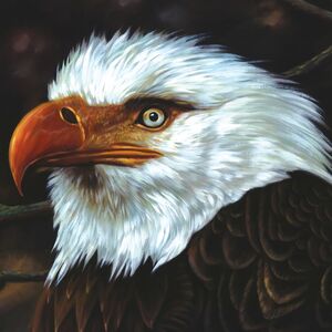 Hawk Is Howling , Mogwai